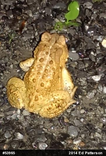 Eastern American Toad