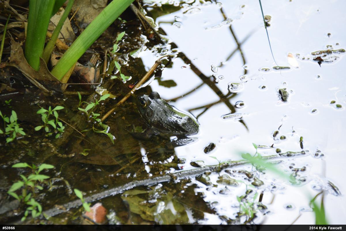 American Bullfrog