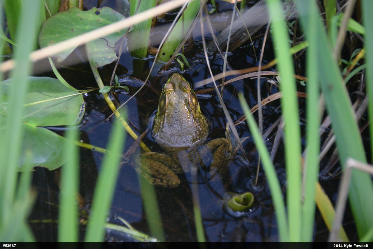 Green Frog
