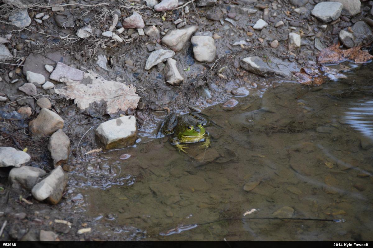 American Bullfrog