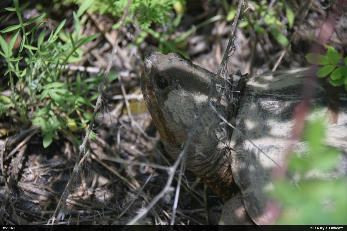 Snapping Turtle
