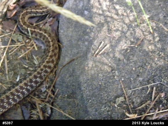 Eastern Gartersnake