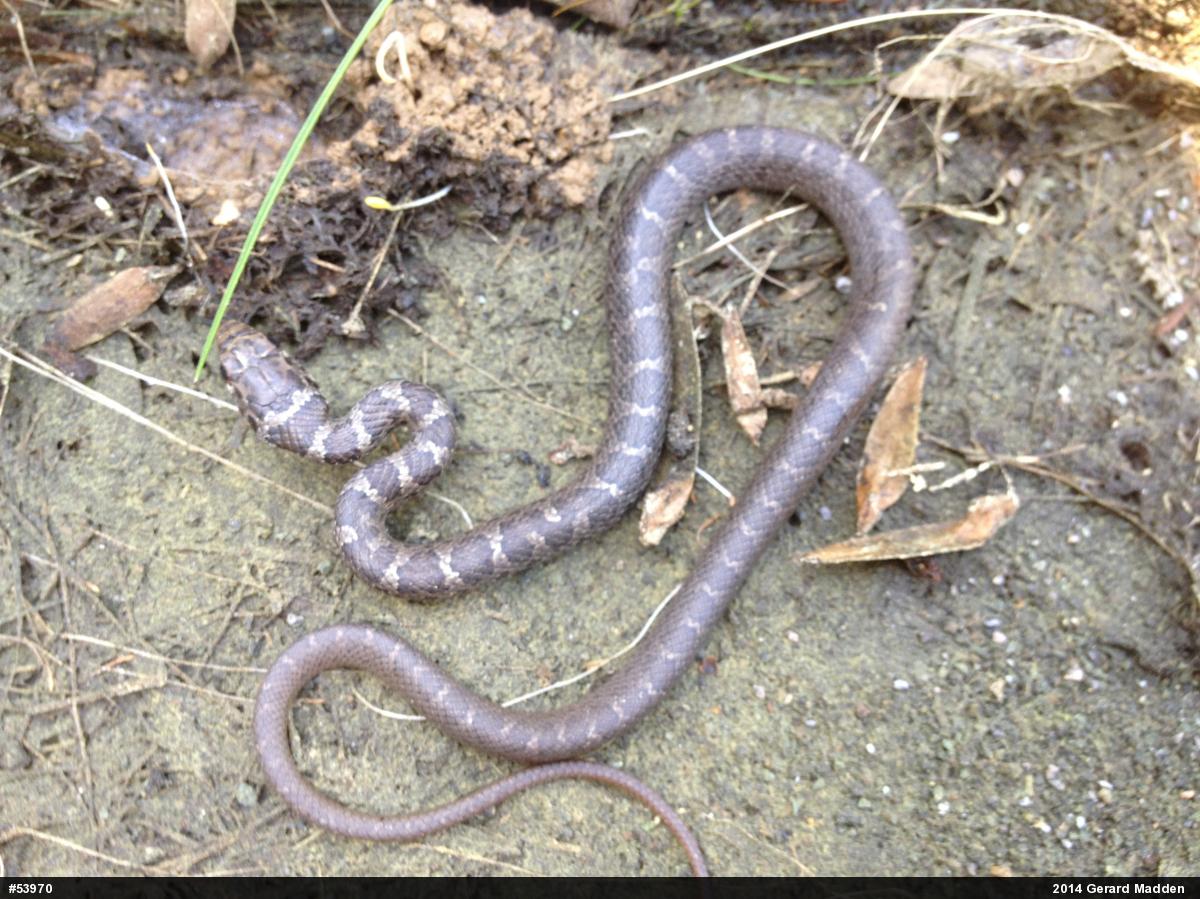 Northern Black Racer