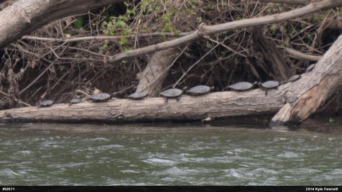 Northern Map Turtle
