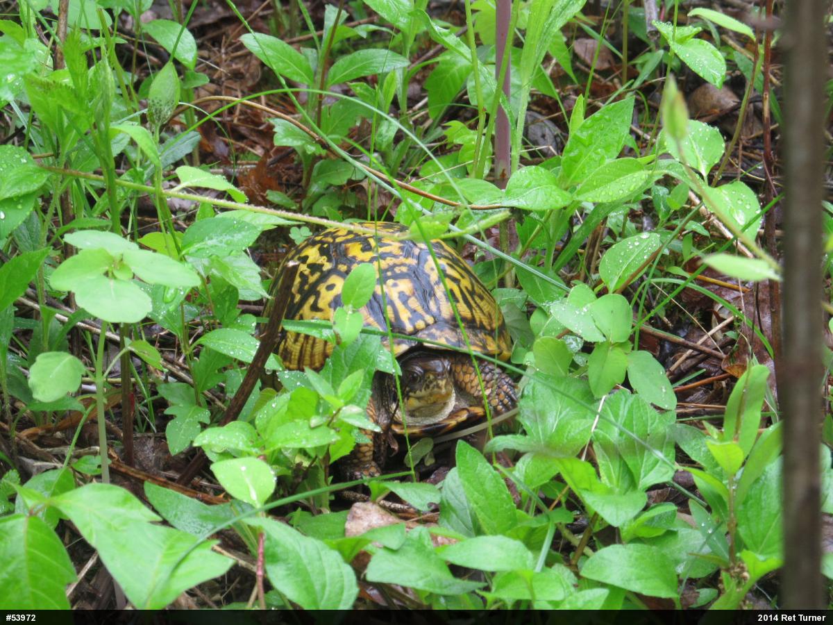 Eastern Box Turtle