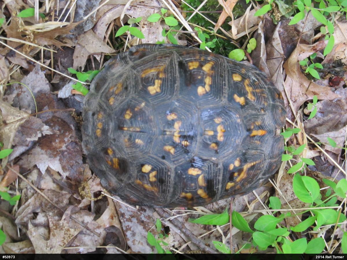 Eastern Box Turtle