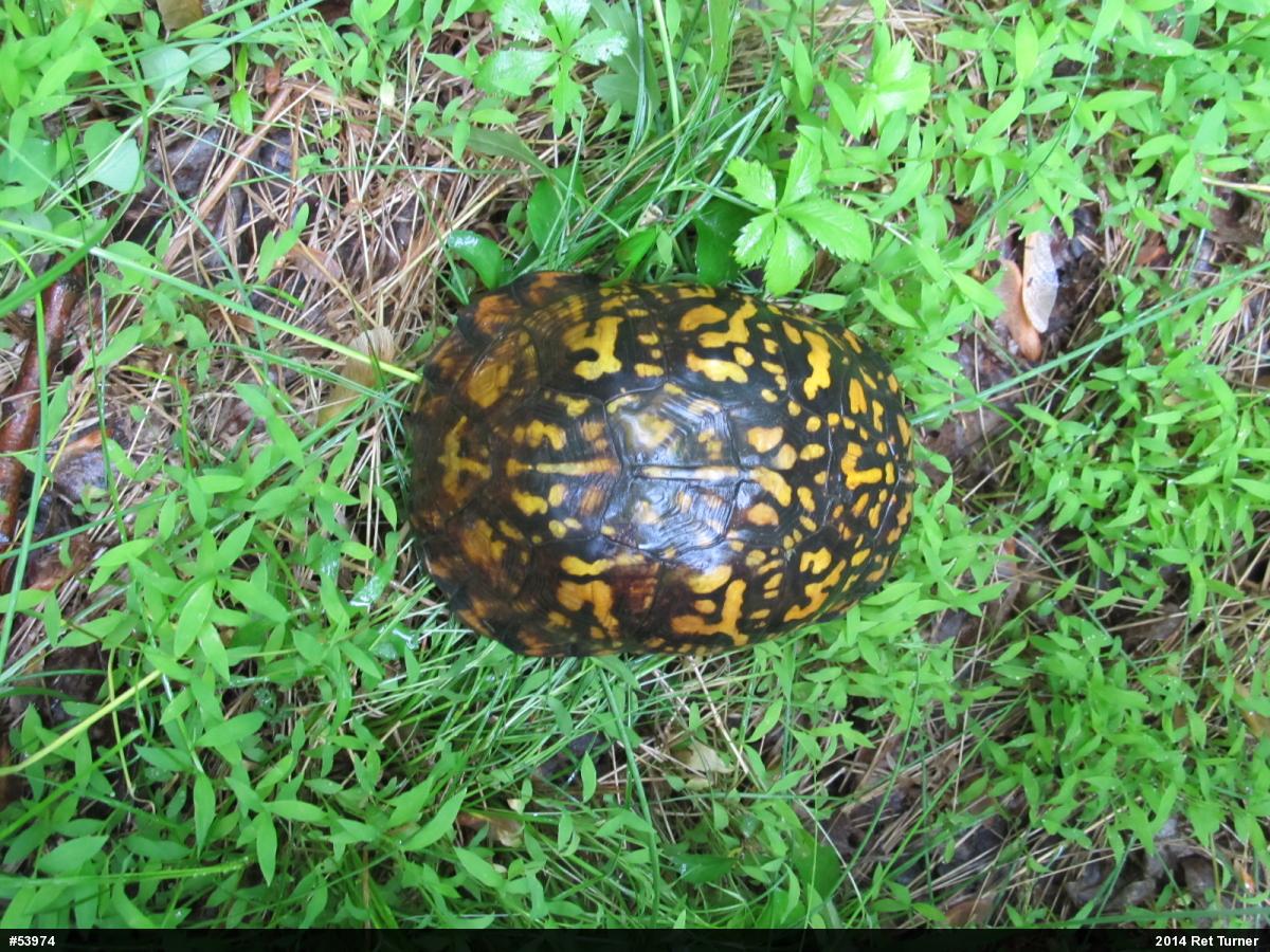 Eastern Box Turtle