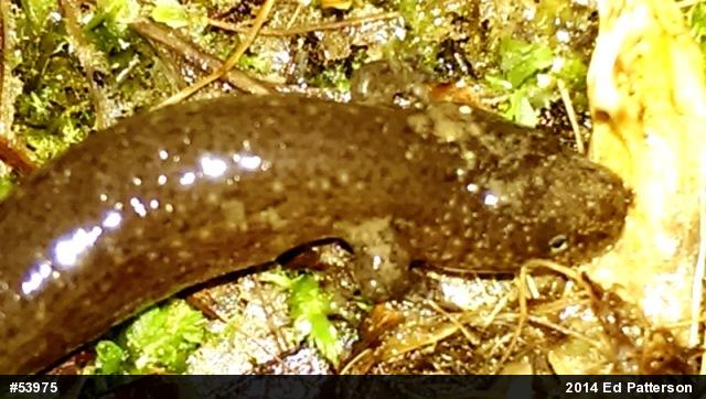 Northern Red Salamander