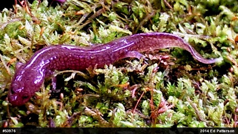 Northern Spring Salamander