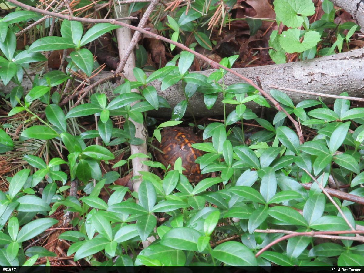 Eastern Box Turtle