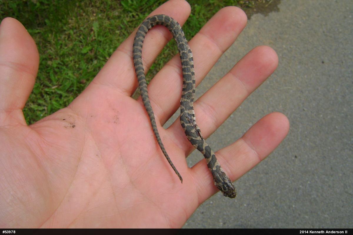 Northern Watersnake
