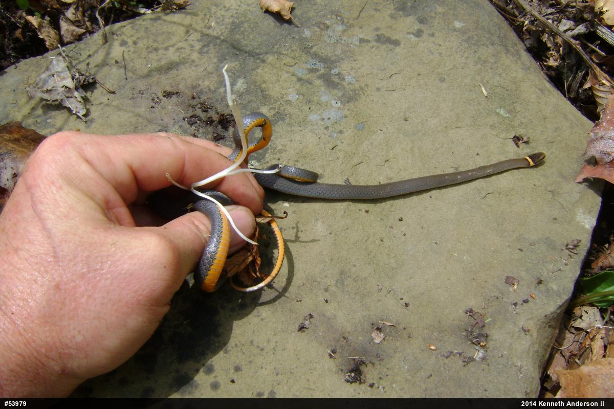 Northern Ring-necked Snake
