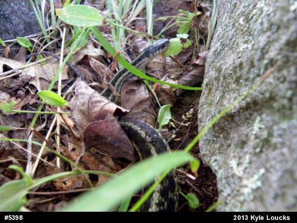 Eastern Gartersnake