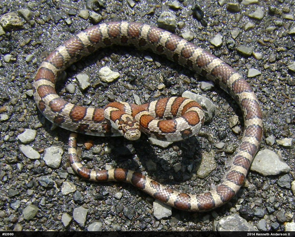 Eastern Milksnake