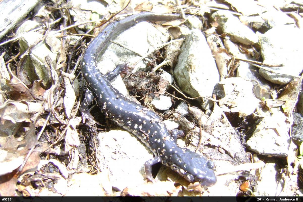 Northern Slimy Salamander