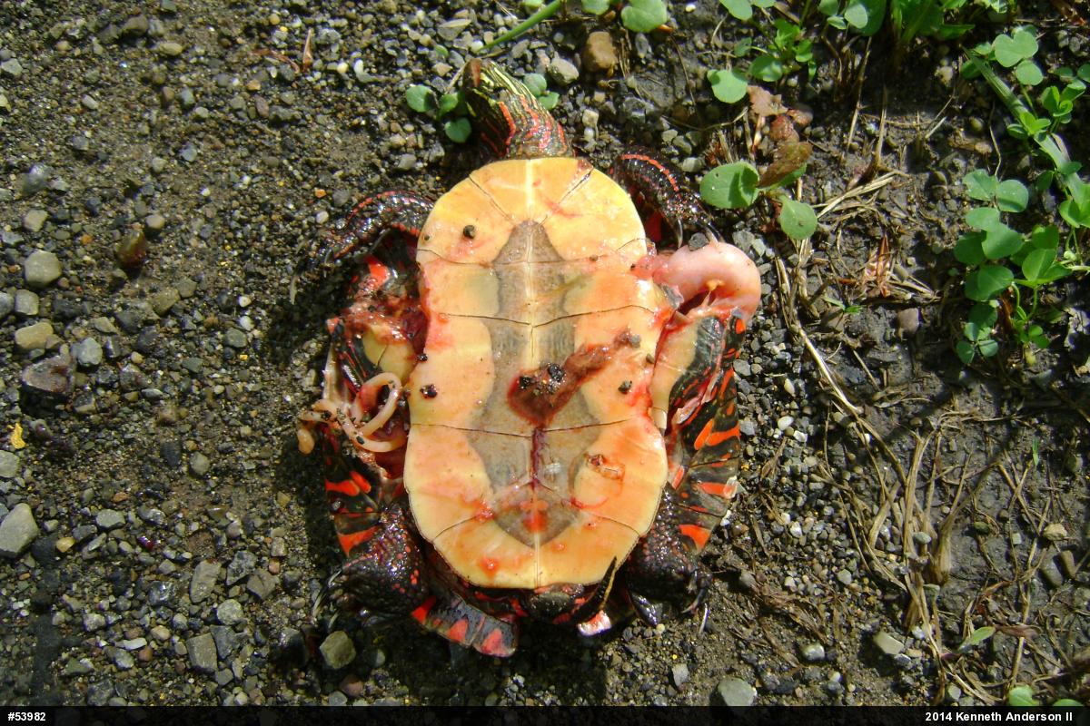 Midland Painted Turtle