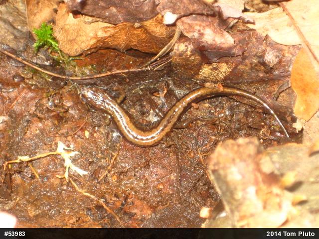 Allegheny Mountain Dusky Salamander