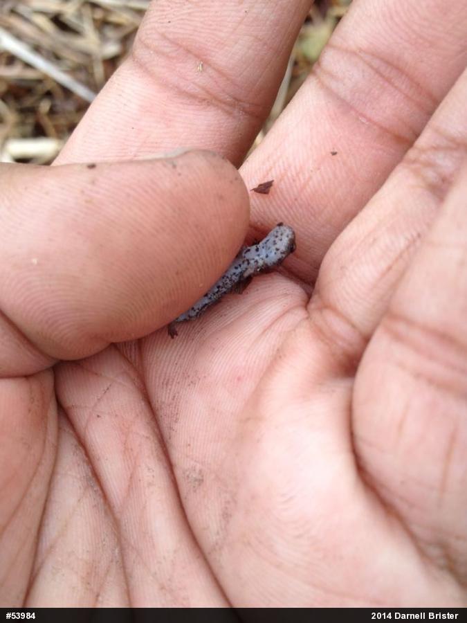 Four-toed Salamander