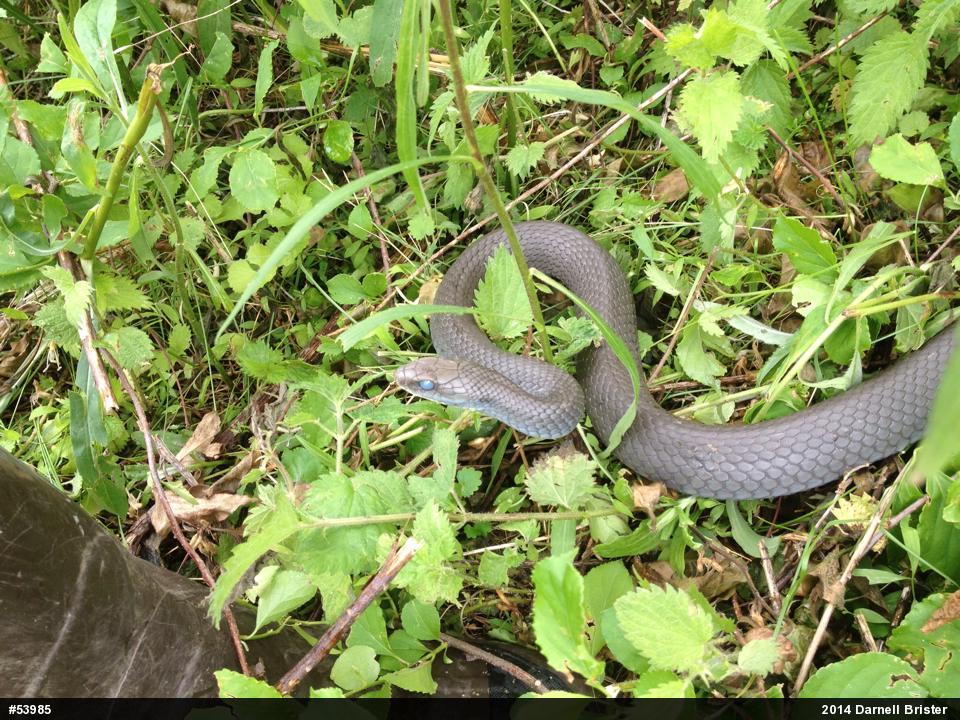 Northern Black Racer