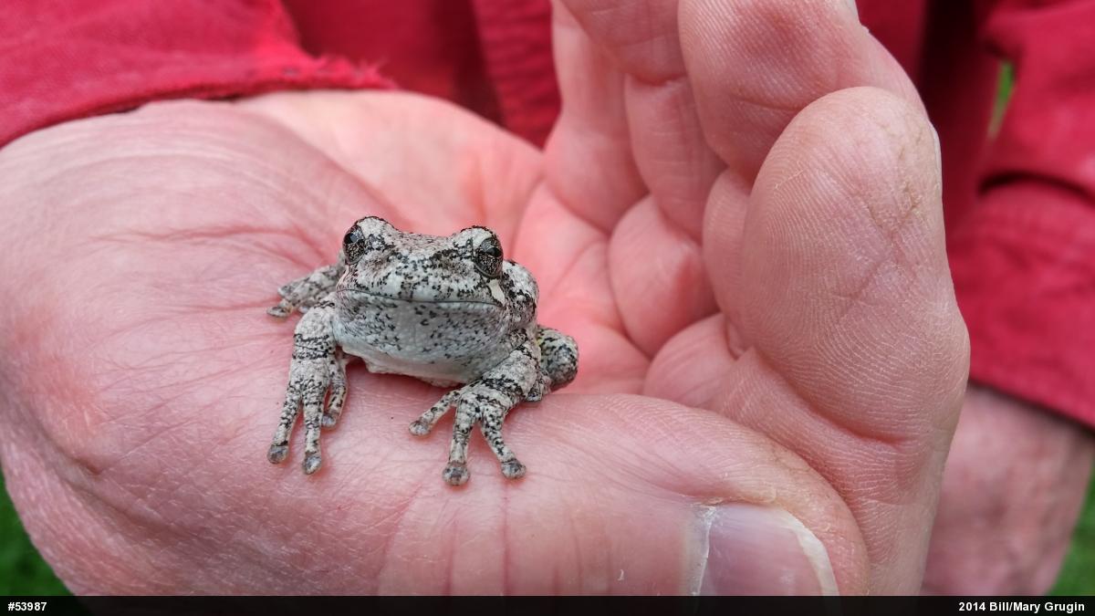 Unknown Gray Treefrog