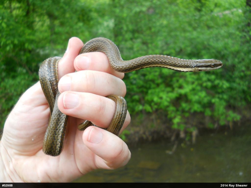 Queensnake
