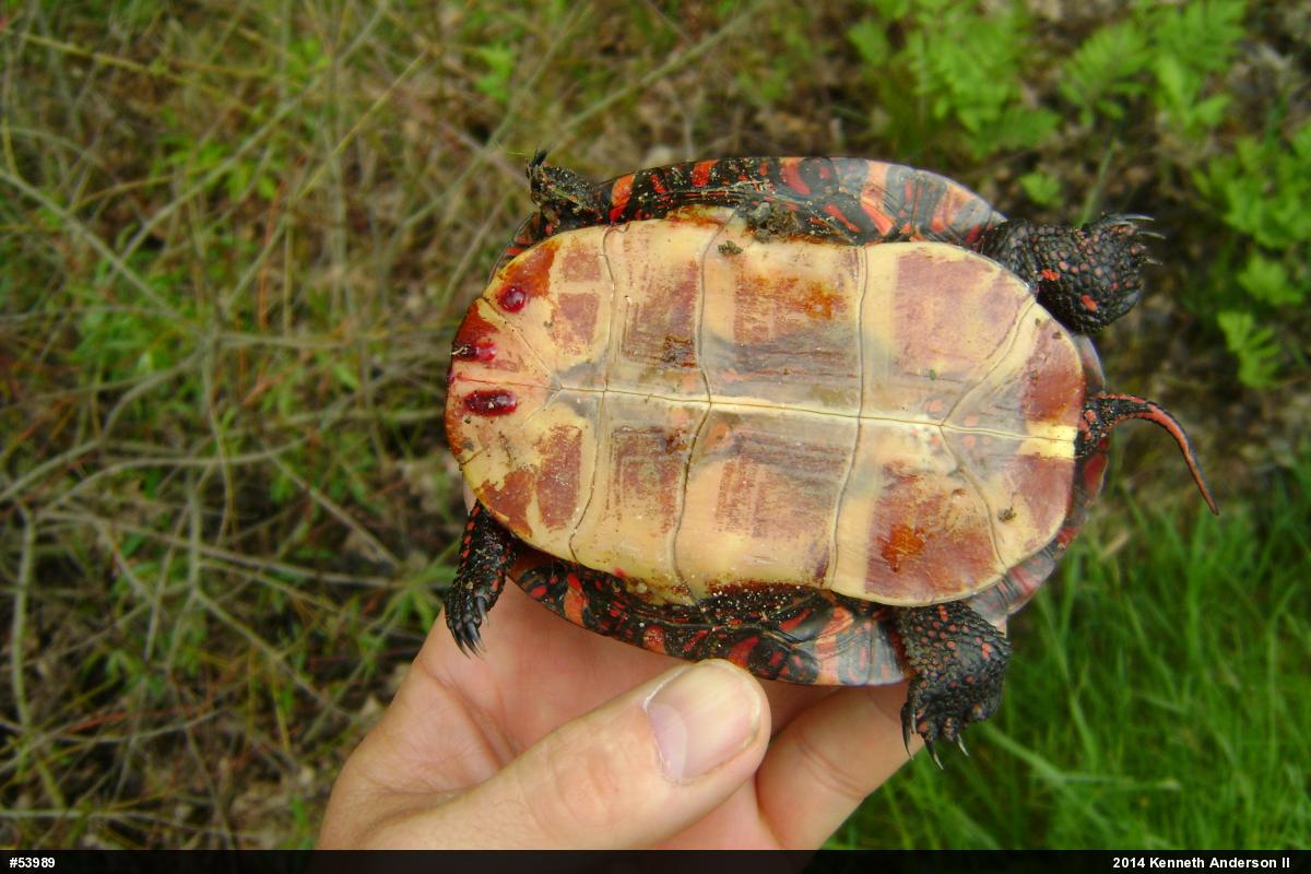 Midland Painted Turtle