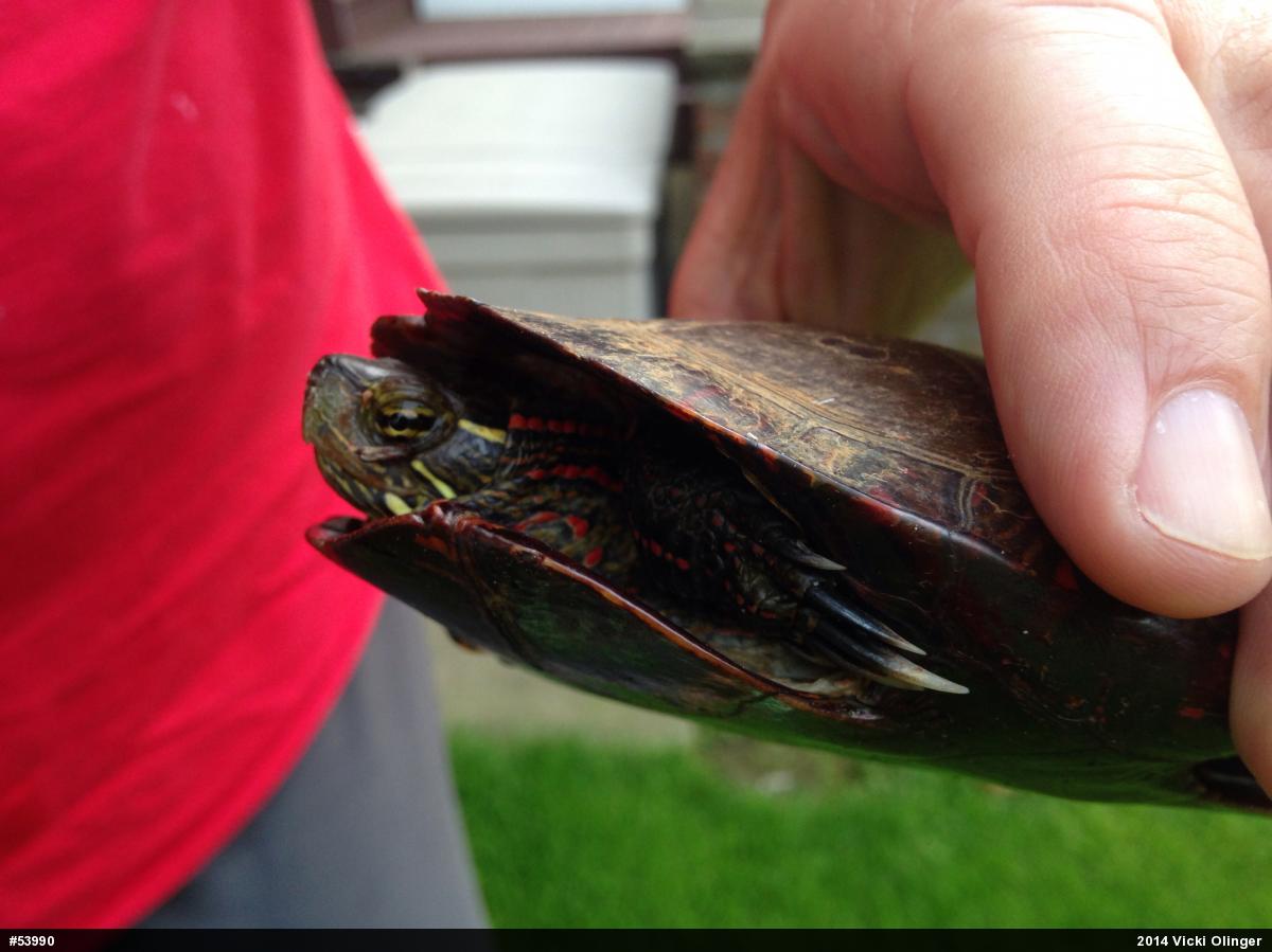 Midland Painted Turtle