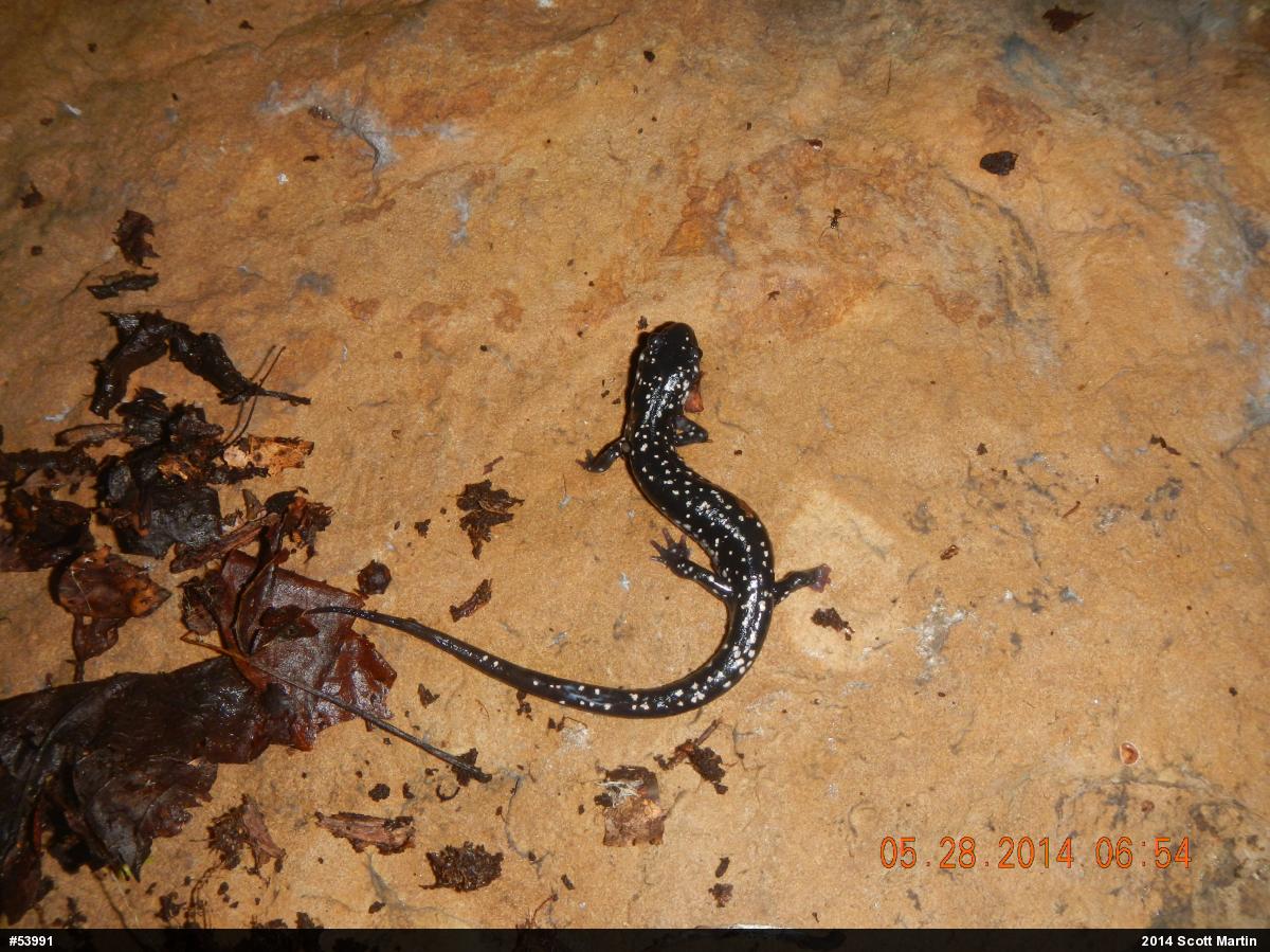 Northern Slimy Salamander