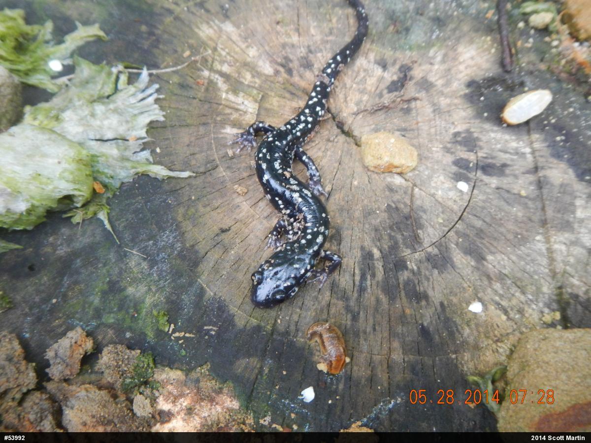 Northern Slimy Salamander