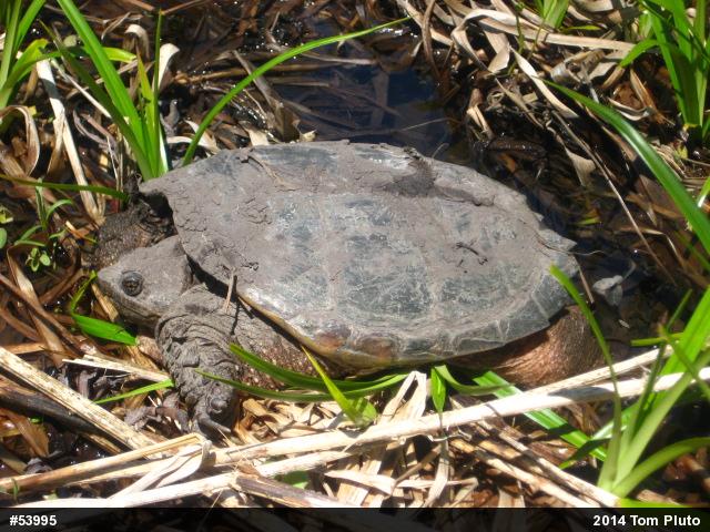 Snapping Turtle