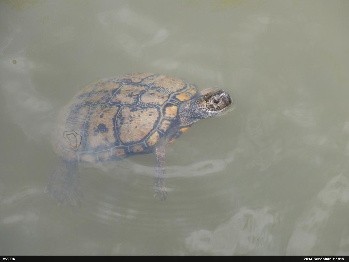 Red-eared Slider