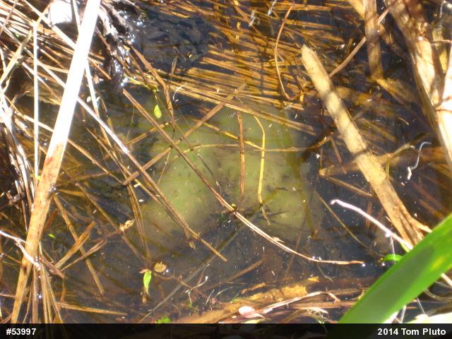 Spotted Salamander