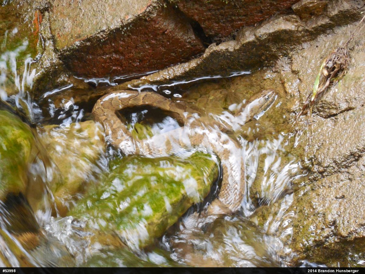 Northern Watersnake