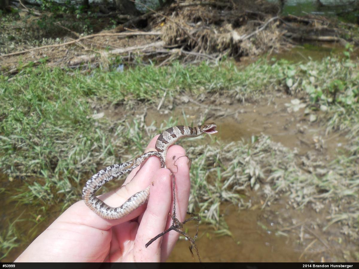 Northern Watersnake