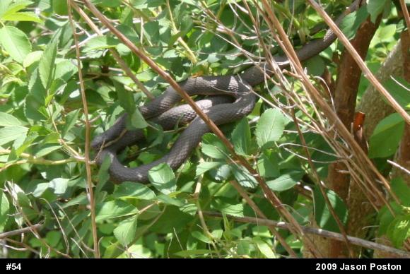 Queensnake