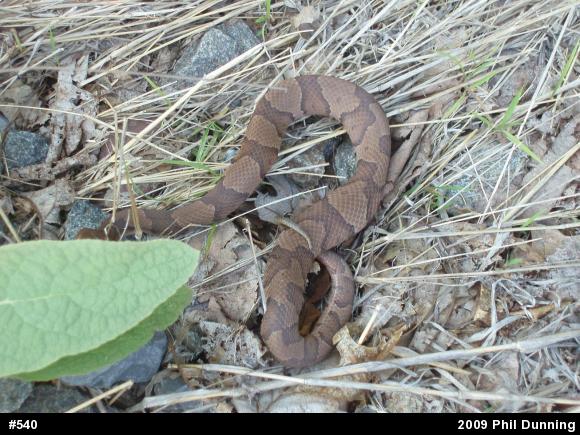 Northern Copperhead