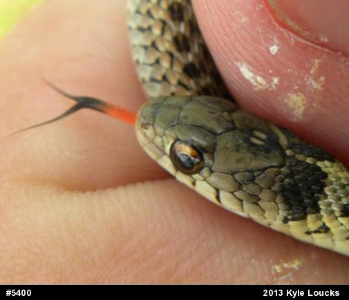 Eastern Gartersnake