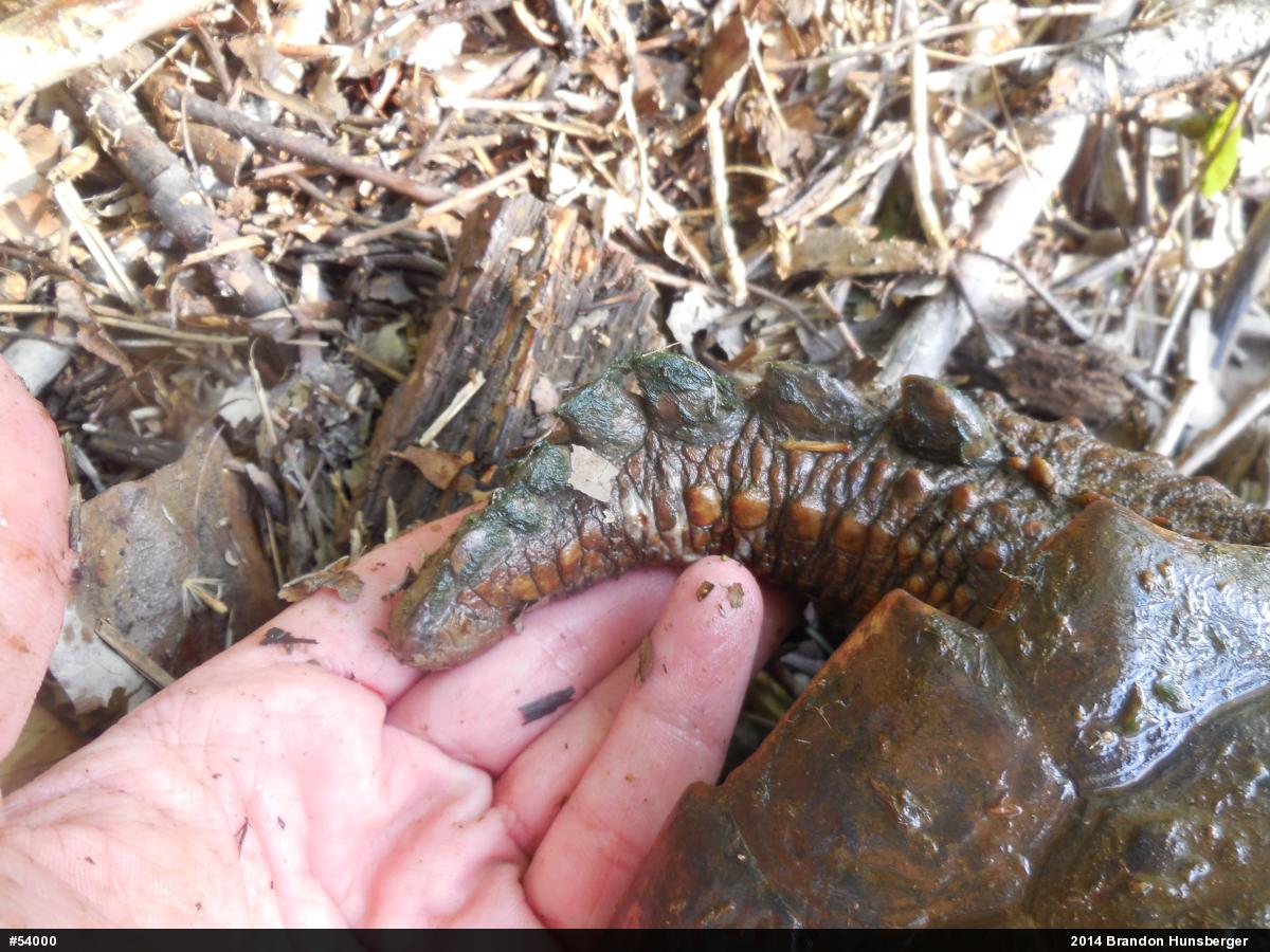 Snapping Turtle