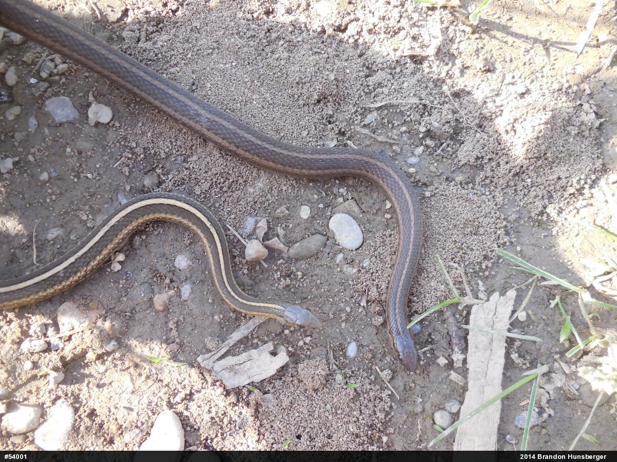 Shorthead Gartersnake