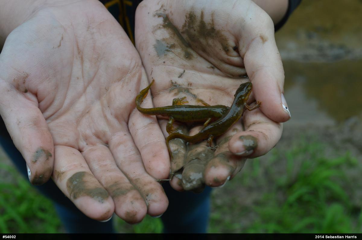 Red-spotted Newt