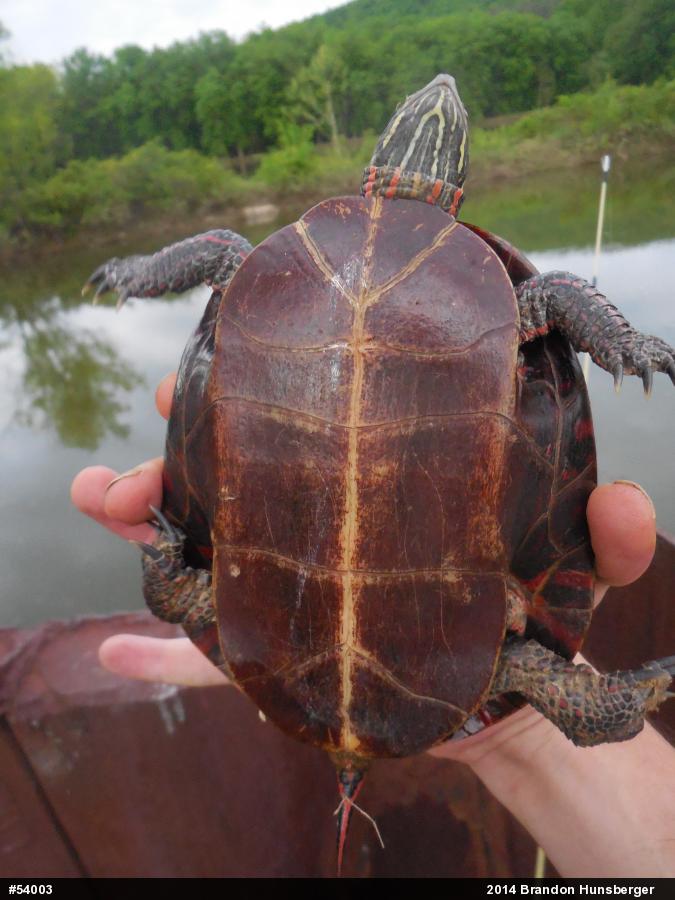 Midland Painted Turtle