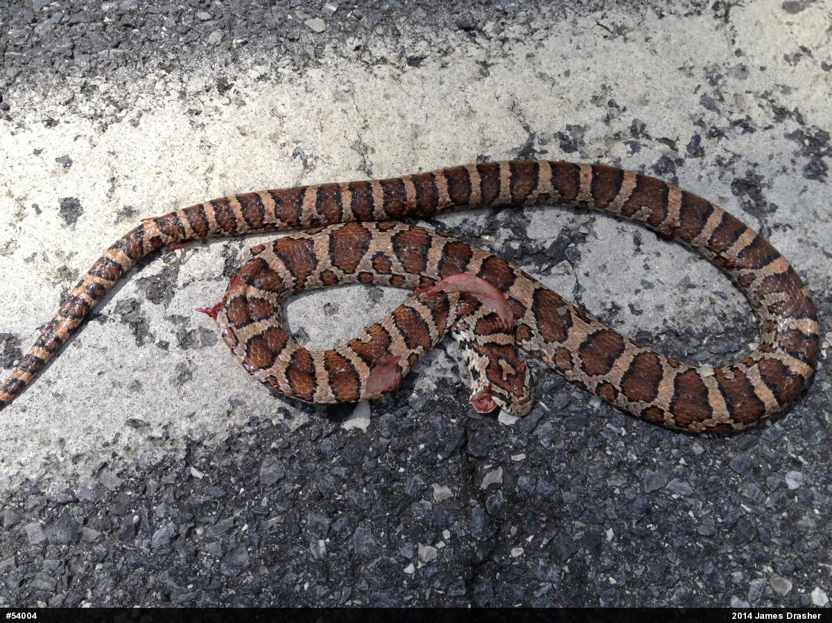 Eastern Milksnake
