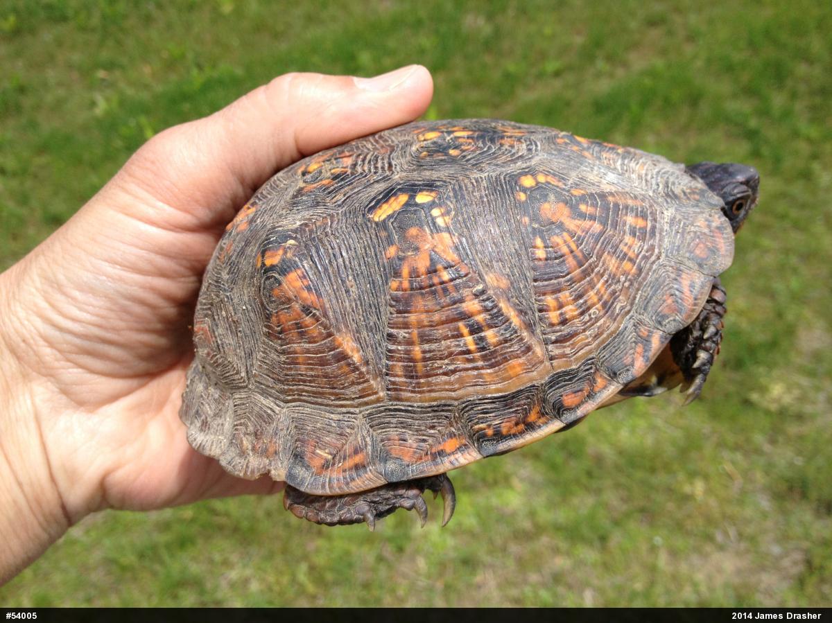 Eastern Box Turtle