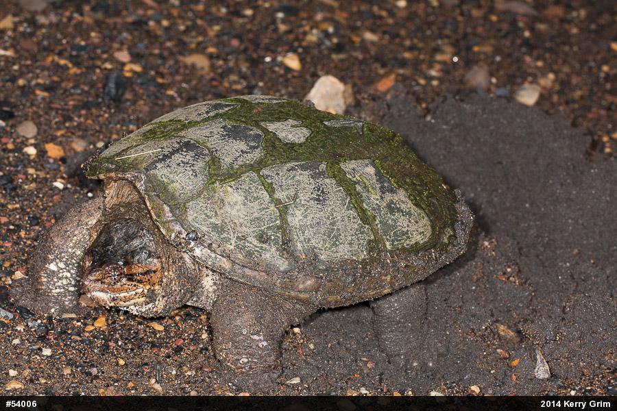 Snapping Turtle