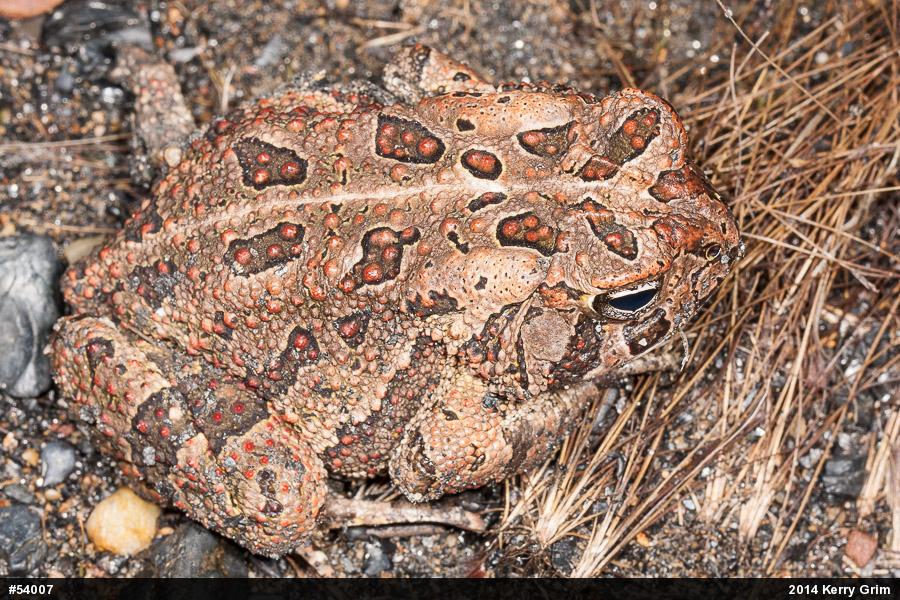 Fowler's Toad