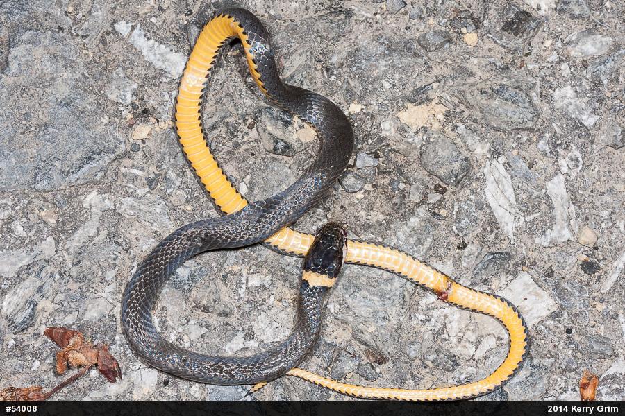 Northern Ring-necked Snake