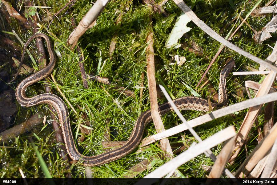 Eastern Gartersnake