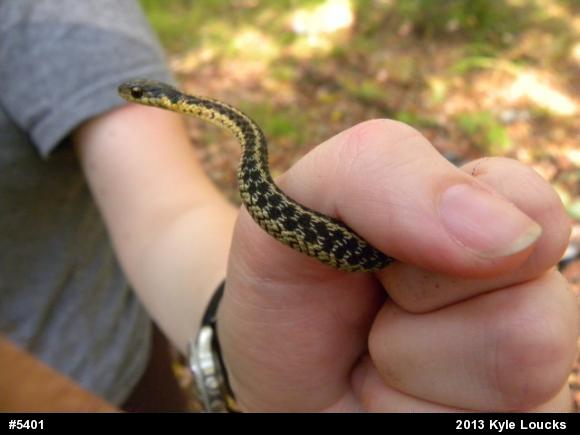 Eastern Gartersnake