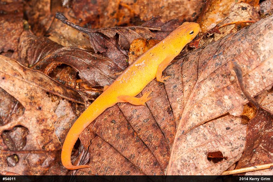 Red-spotted Newt