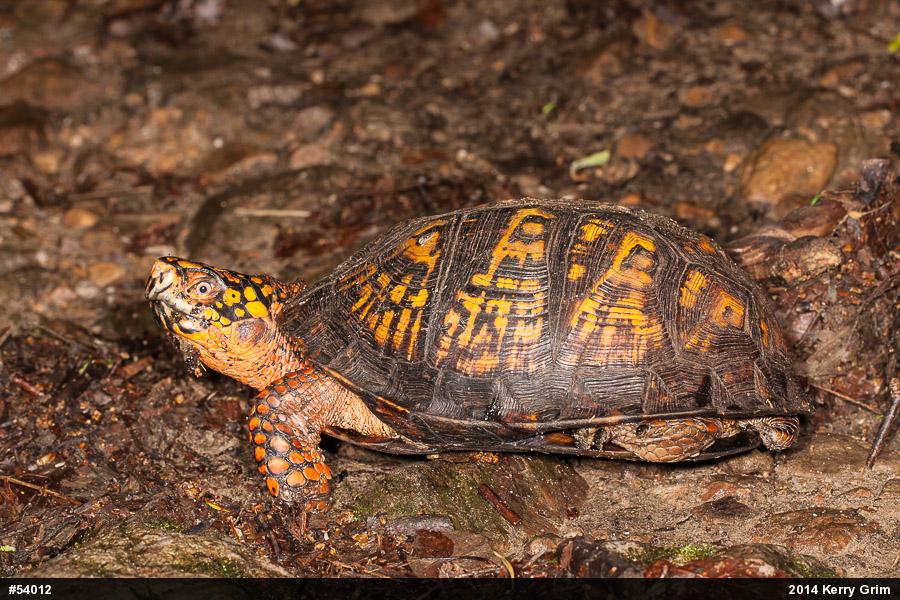 Eastern Box Turtle